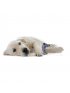 Desert Dog Chew Toy Joey