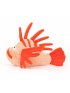 Lois Lionfish